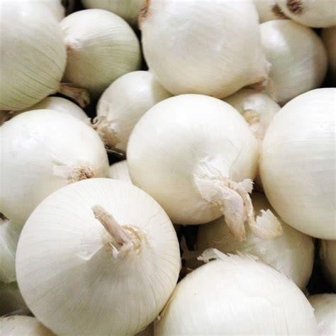 onion-white